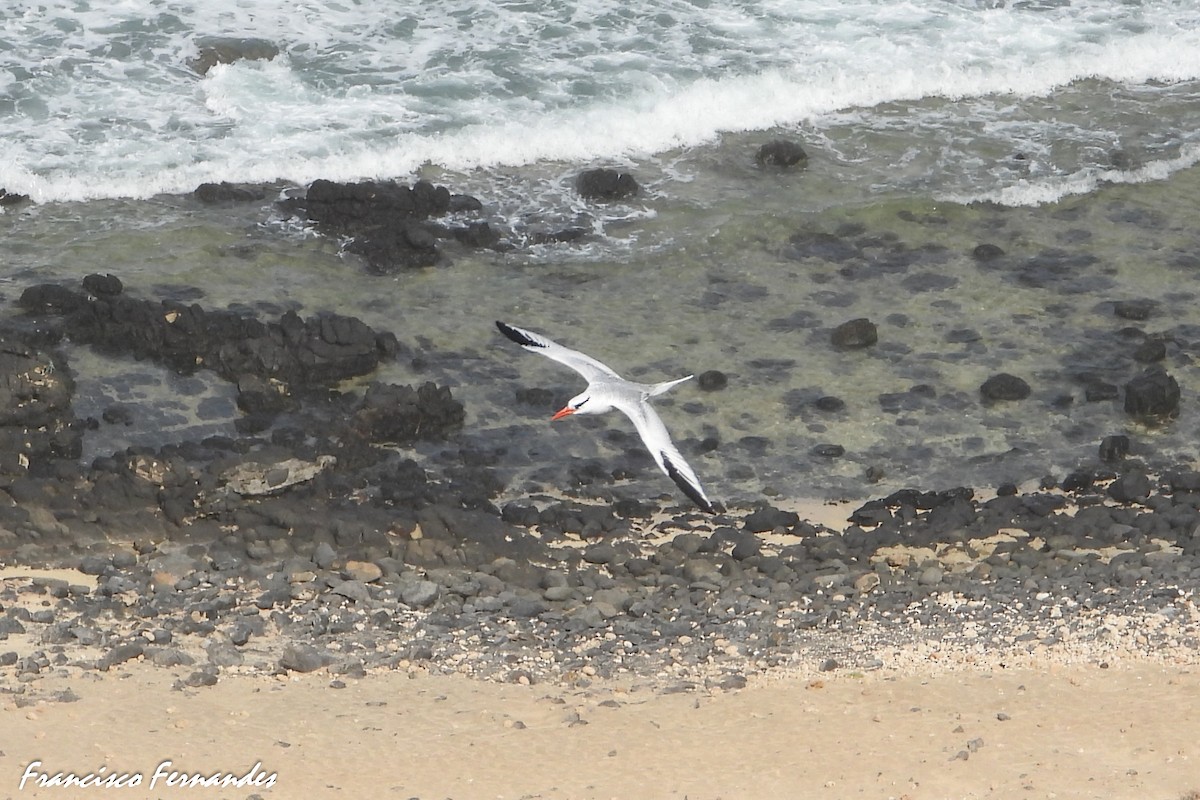 Red-billed Tropicbird - ML347835231