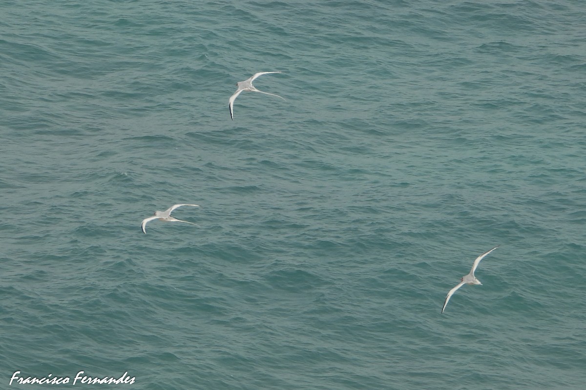 Red-billed Tropicbird - ML347835621