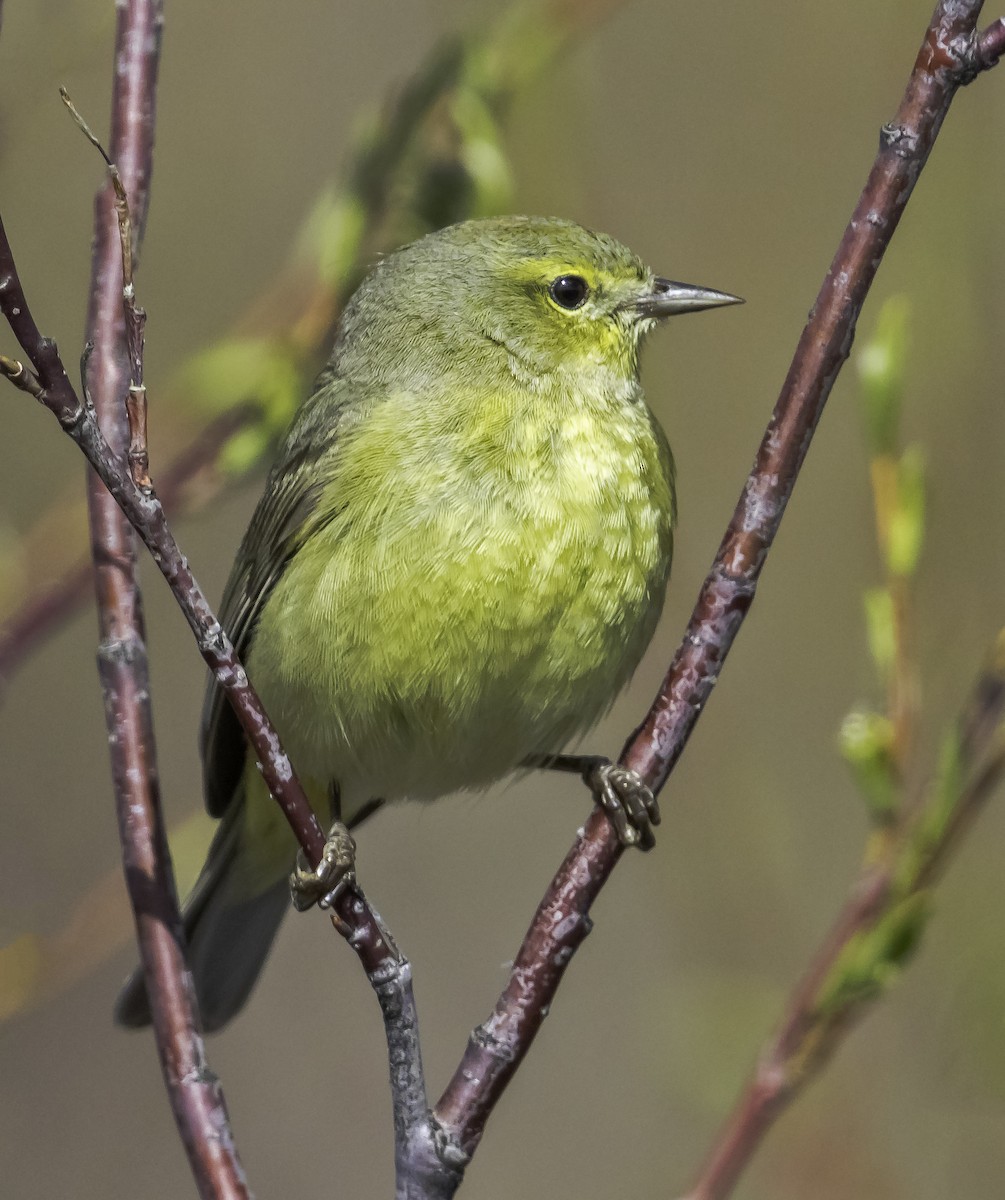 Orange-crowned Warbler - ML347836241