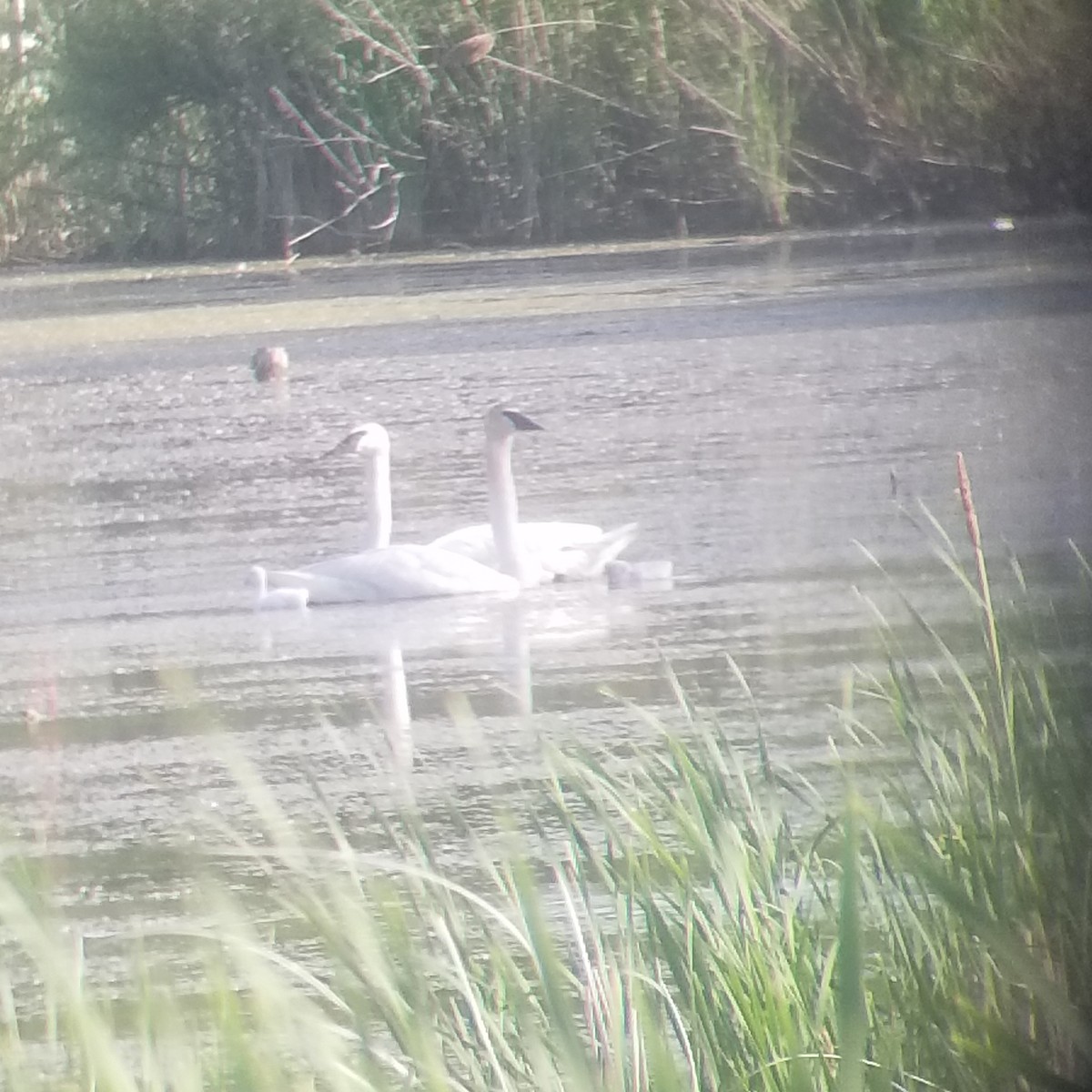 Trumpeter Swan - ML347836471