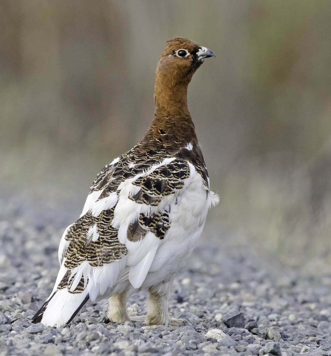 Willow Ptarmigan - ML347836861