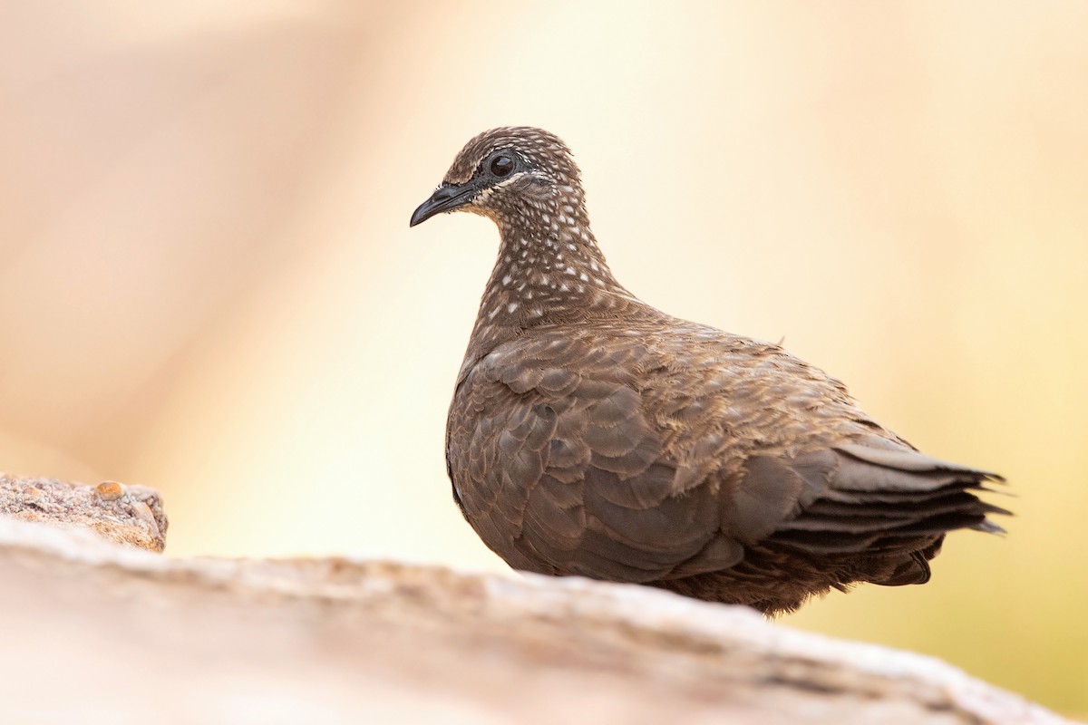 Chestnut-quilled Rock-Pigeon - David Irving