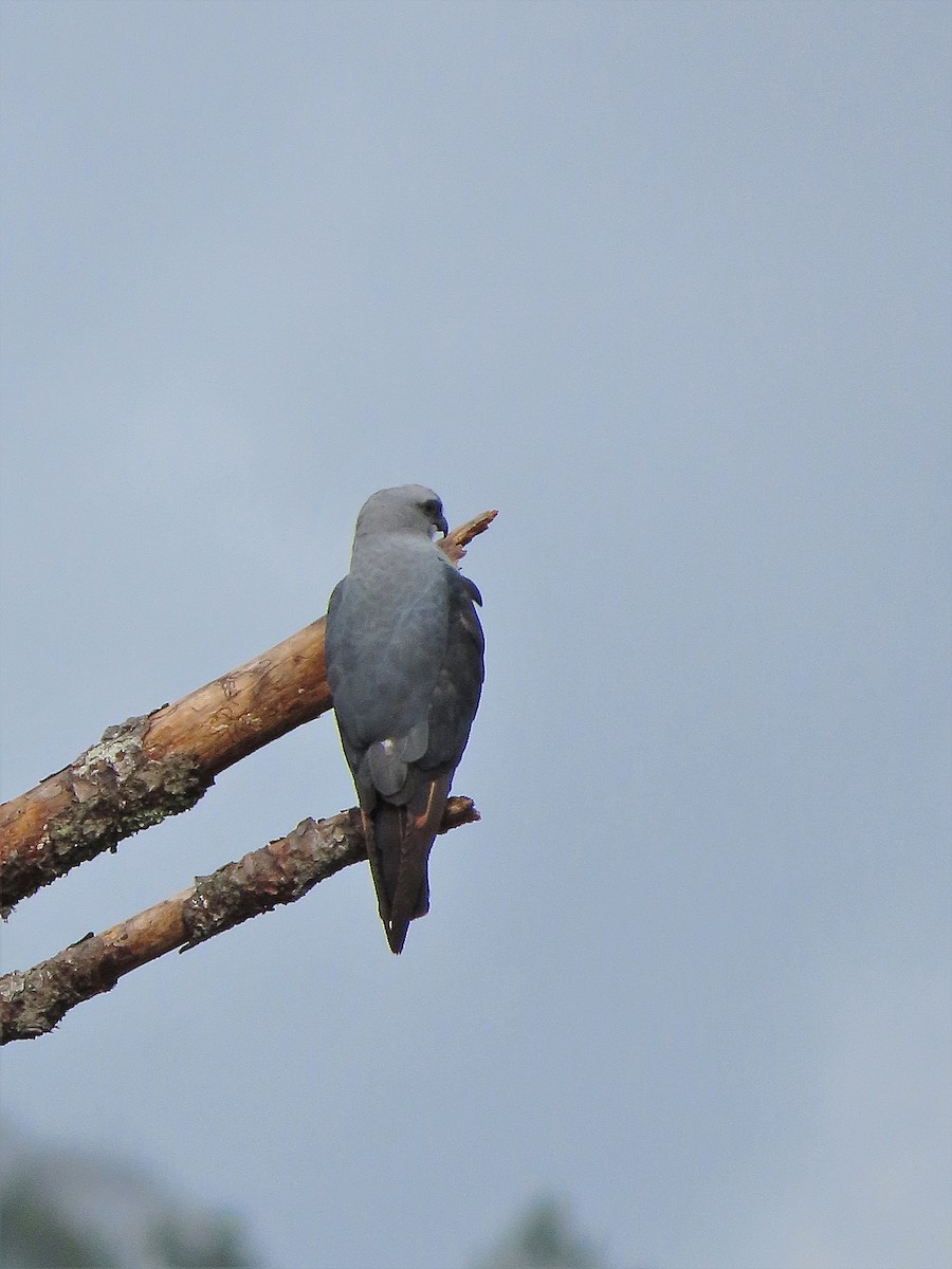 Plumbeous Kite - ML347839991