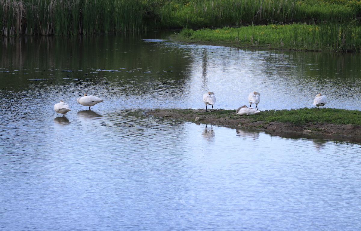 Trumpeter Swan - ML347840101