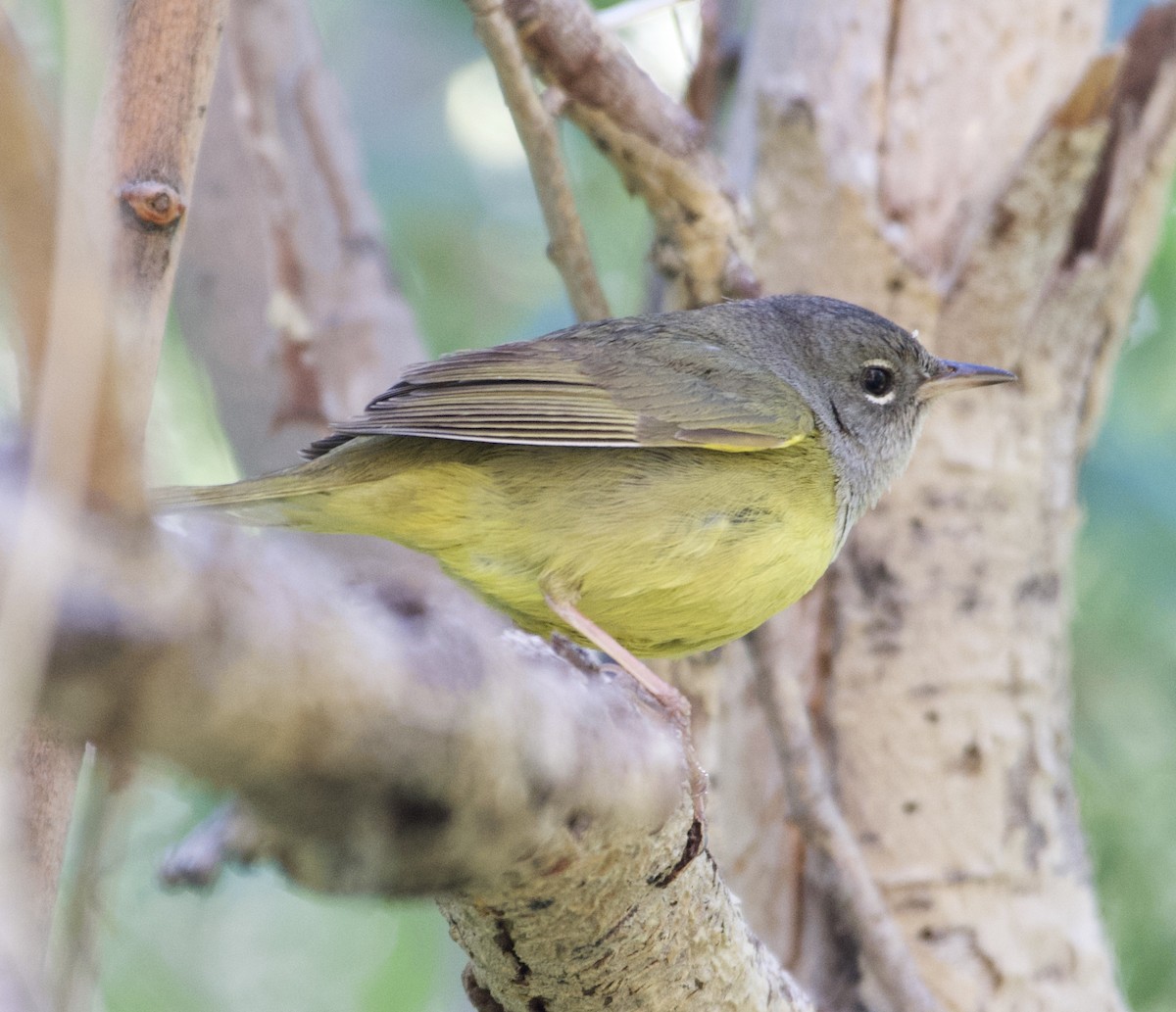 MacGillivray's Warbler - ML347840231