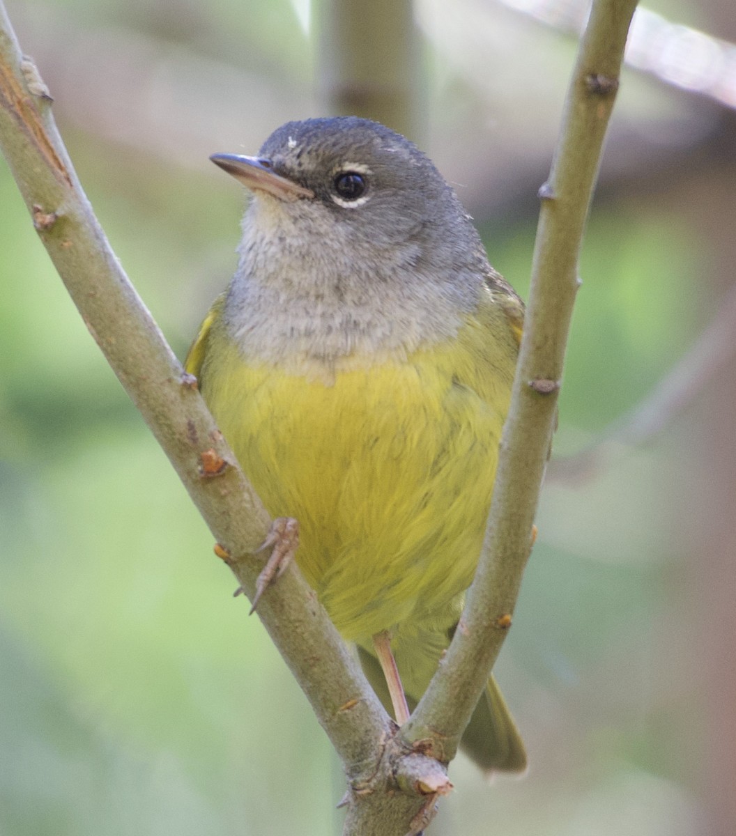 MacGillivray's Warbler - ML347840241