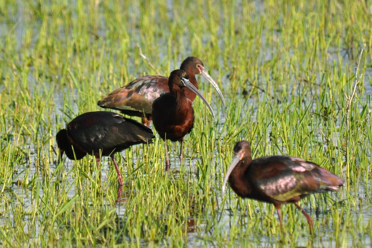 ibis hnědý - ML34784041