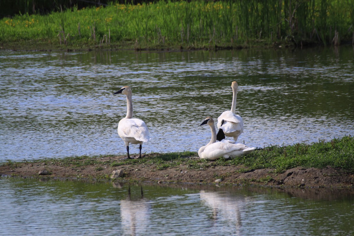 Trumpeter Swan - ML347840891