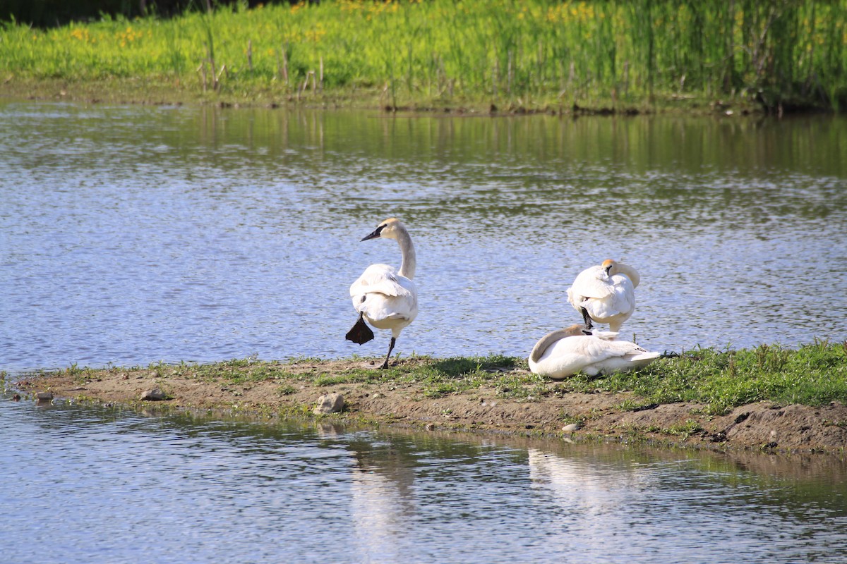 Trumpeter Swan - ML347840961