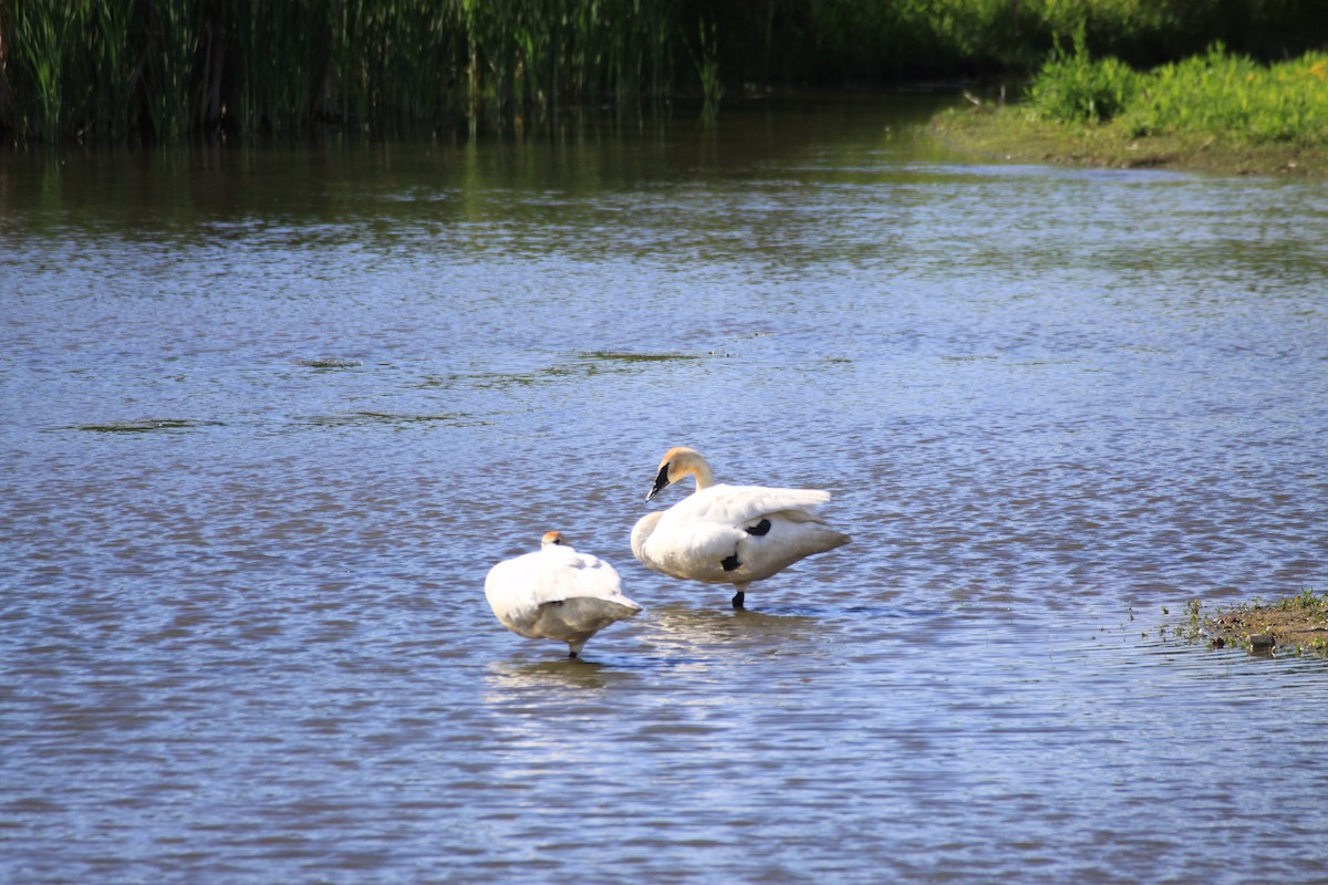 Trumpeter Swan - ML347841001