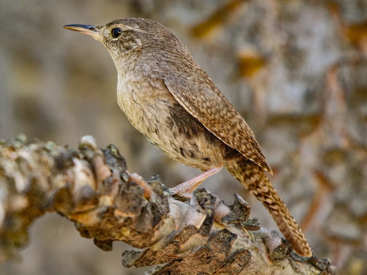 House Wren - ML347841031