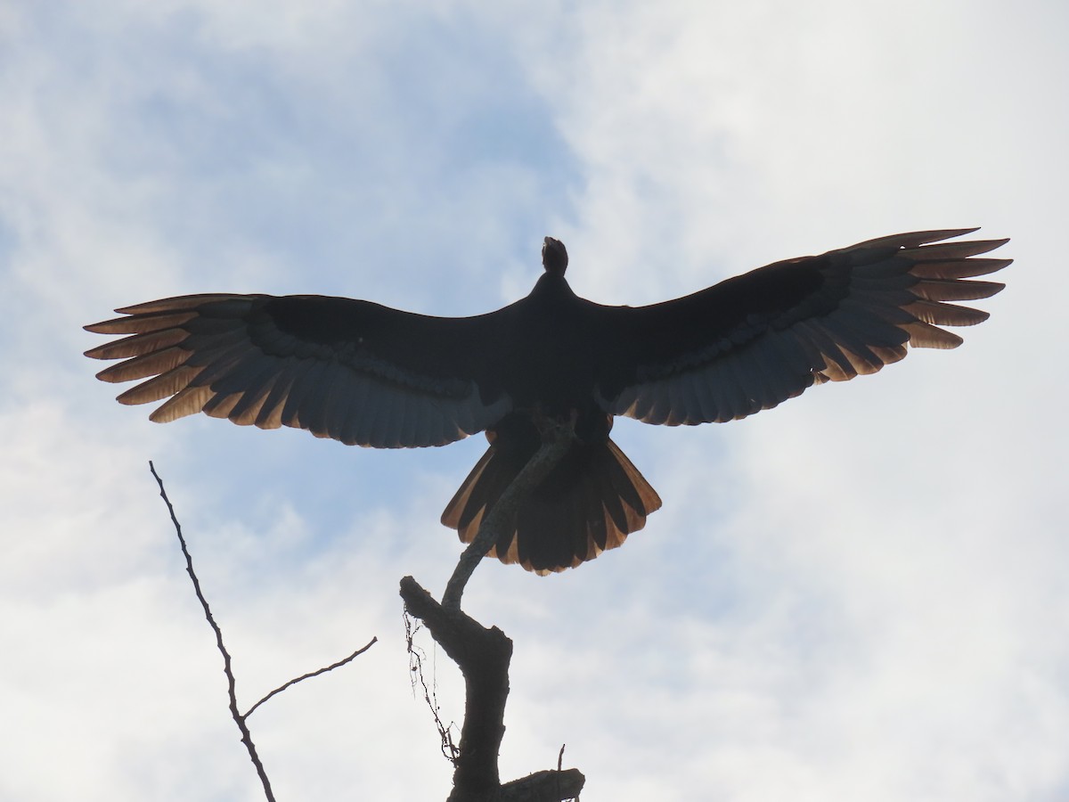 Turkey Vulture - ML347844811