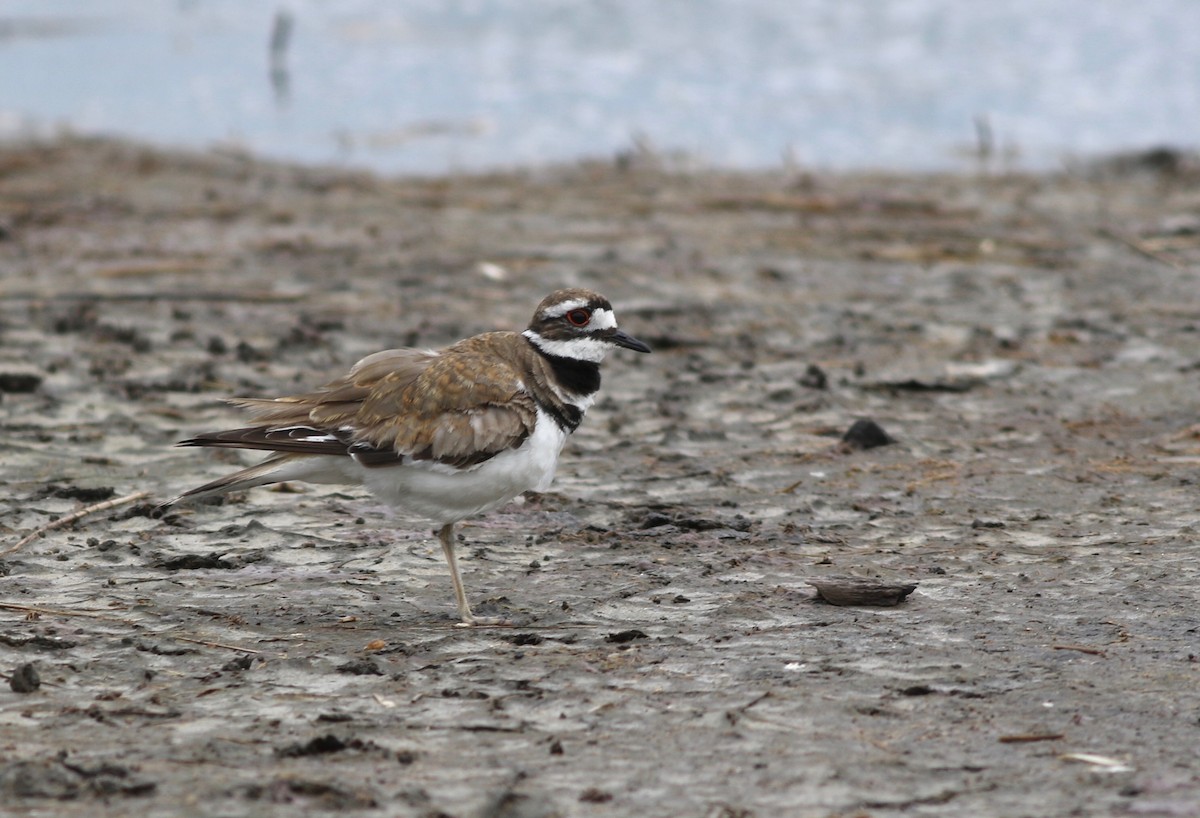 Крикливый зуёк - ML347845931