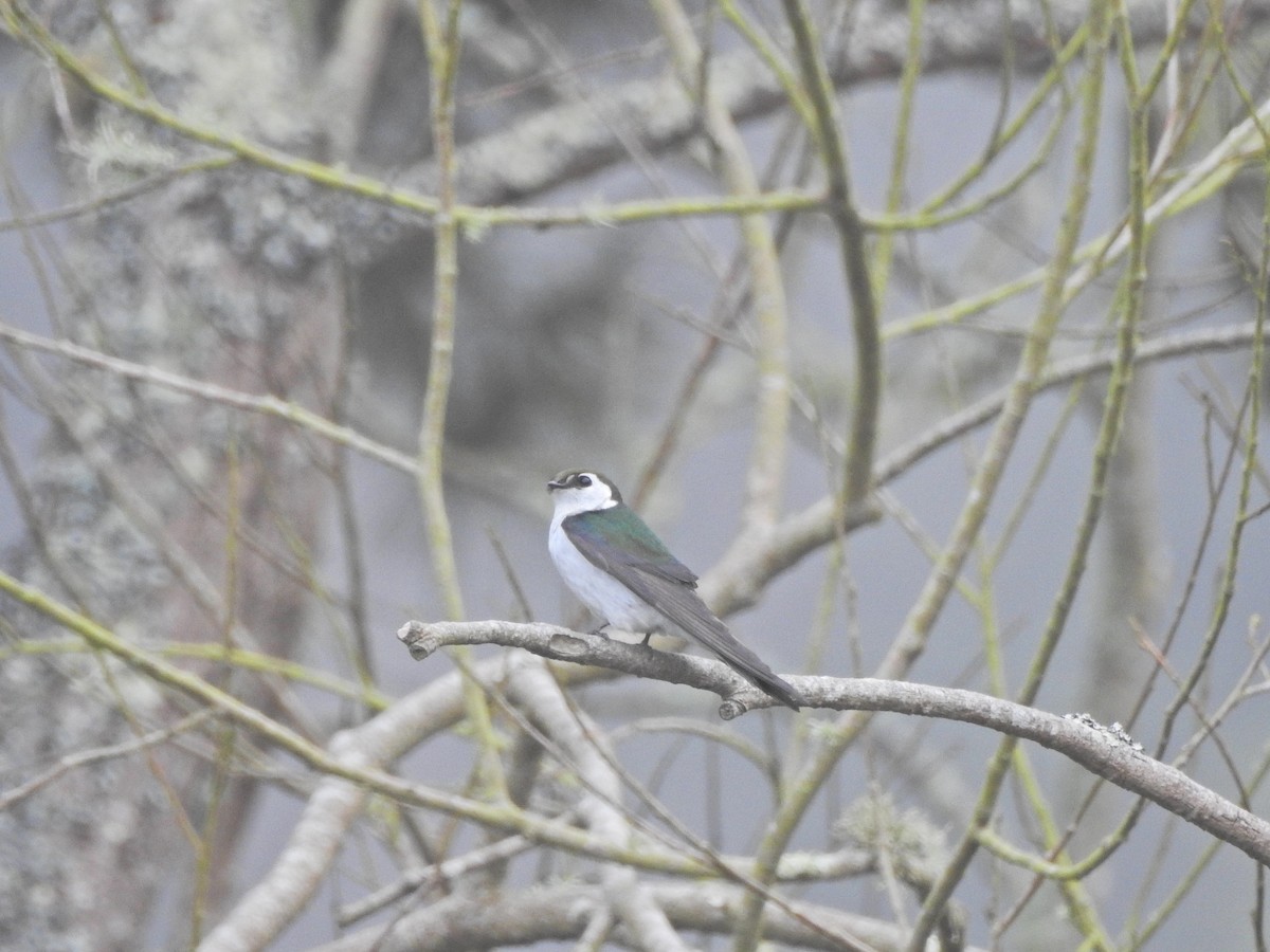 Violet-green Swallow - Sam Talarigo