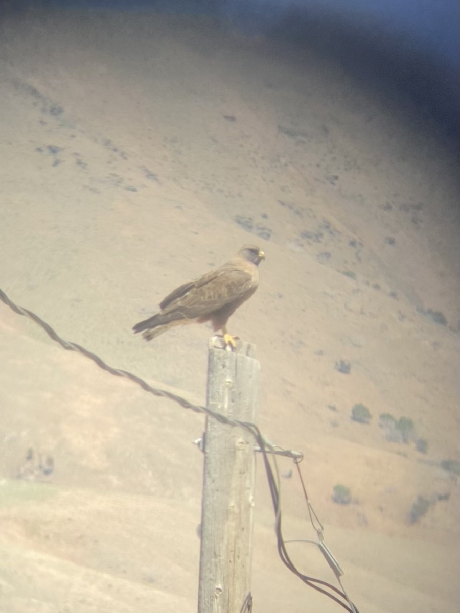 Swainson's Hawk - ML347848171