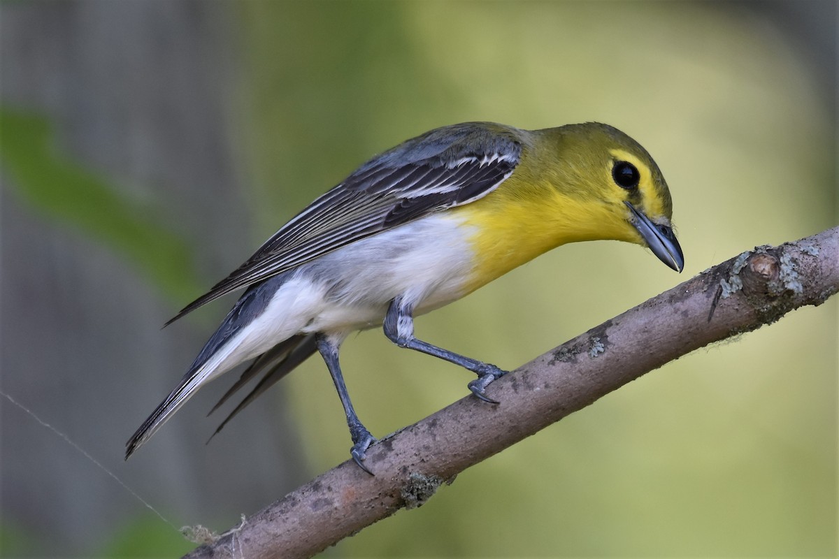 Gelbkehlvireo - ML347849491