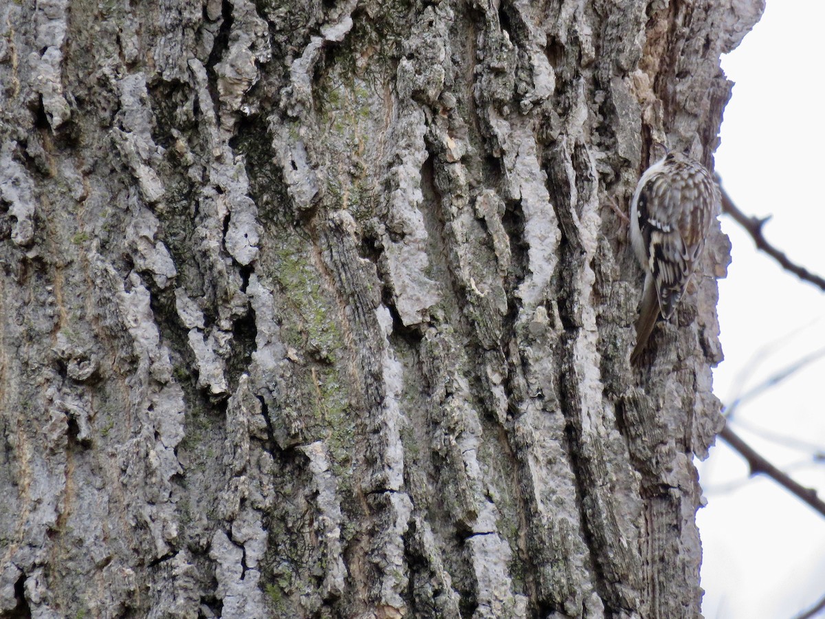 Brown Creeper - ML347852181