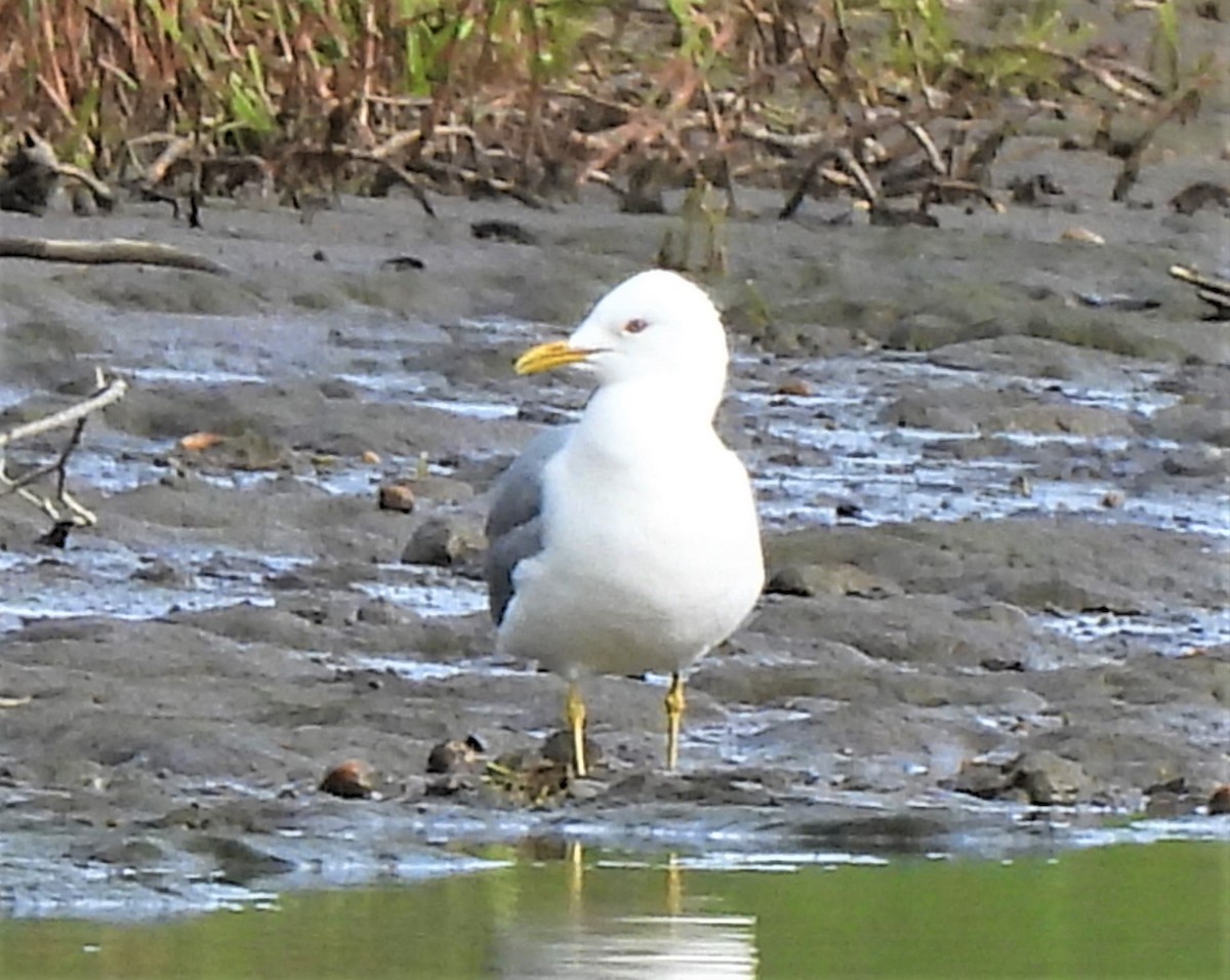 Short-billed Gull - ML347853681