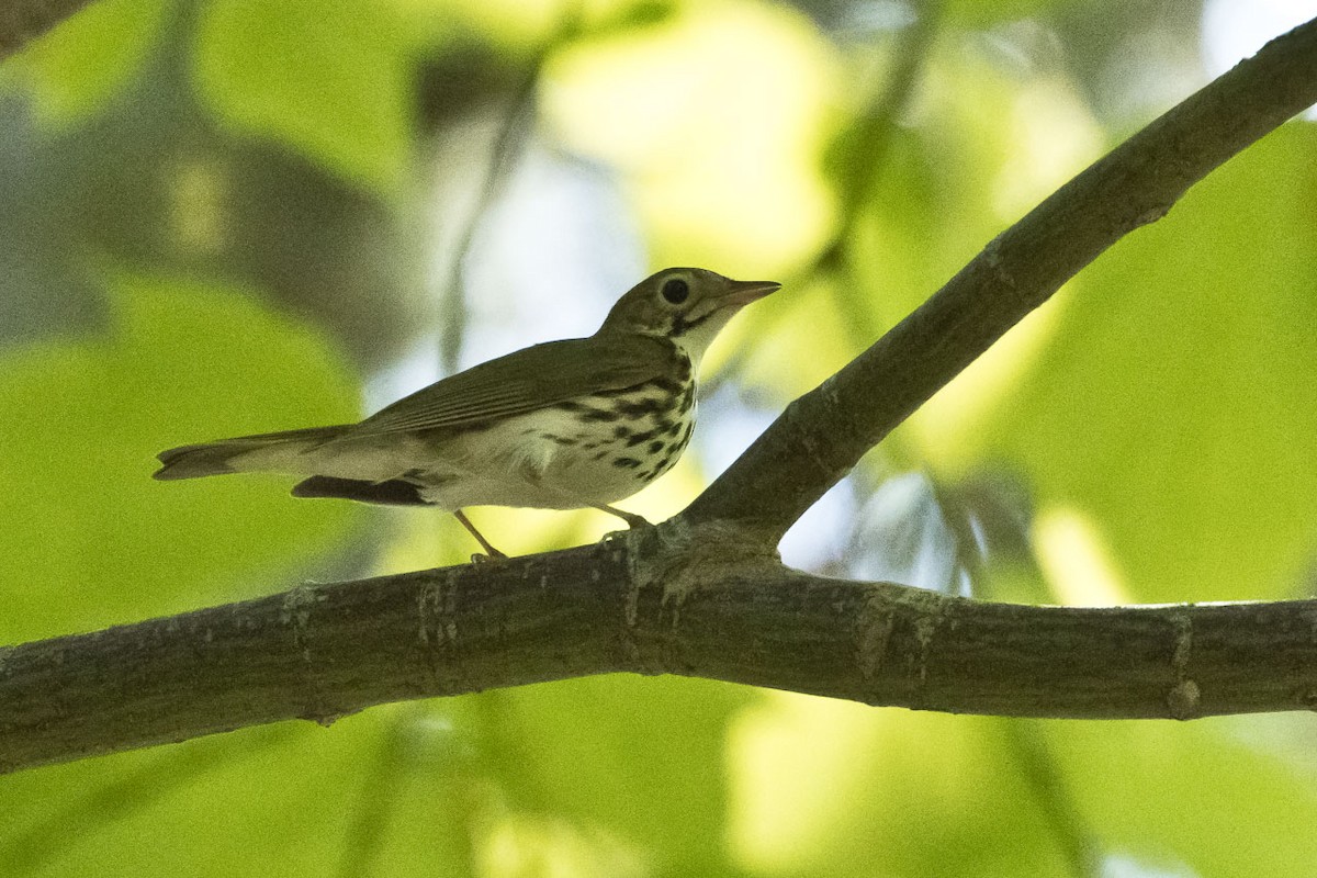Ovenbird - ML347856531