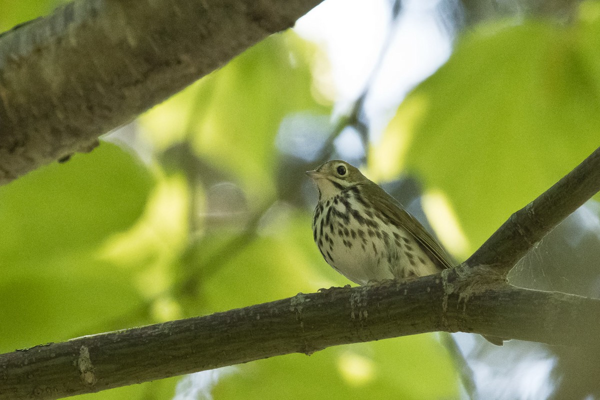 Ovenbird - ML347856541