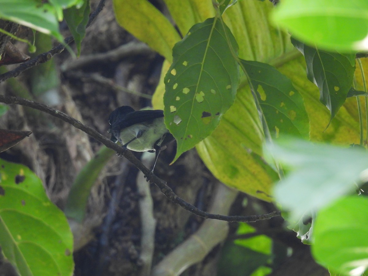 Melanesian Flycatcher - ML347857051