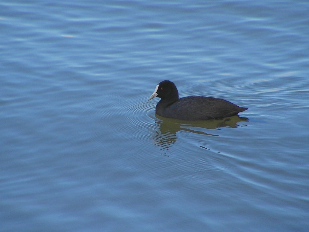 Eurasian Coot - Gordon Robertson