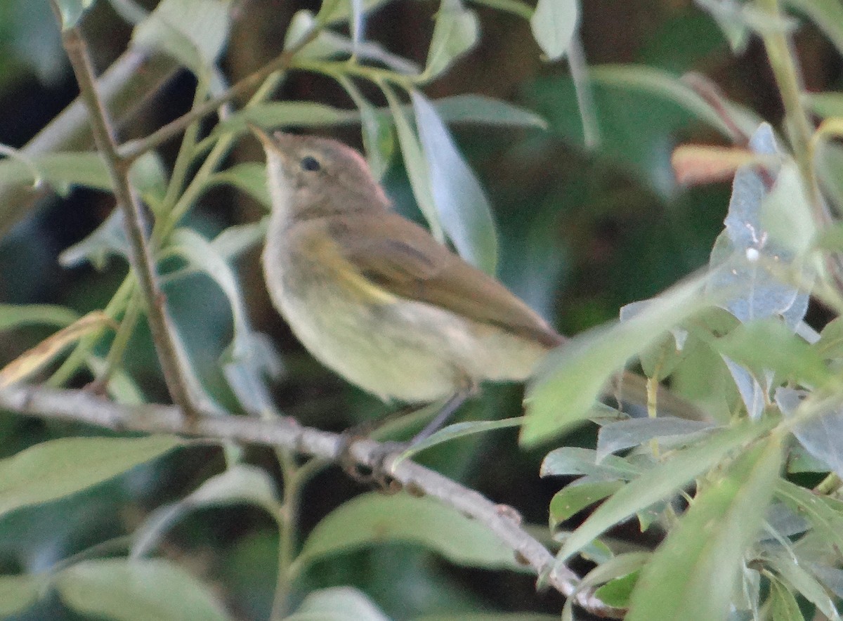 Common Chiffchaff (Common) - kas dumroese