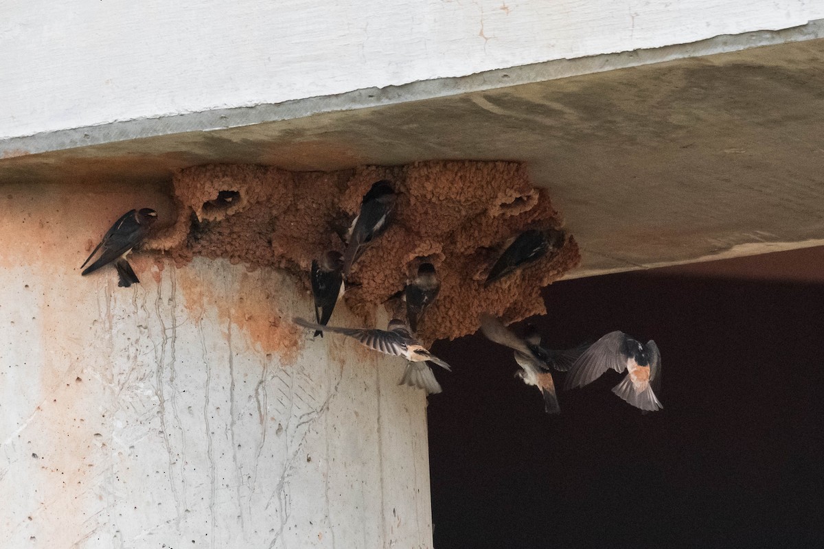 Cliff Swallow - ML347859661