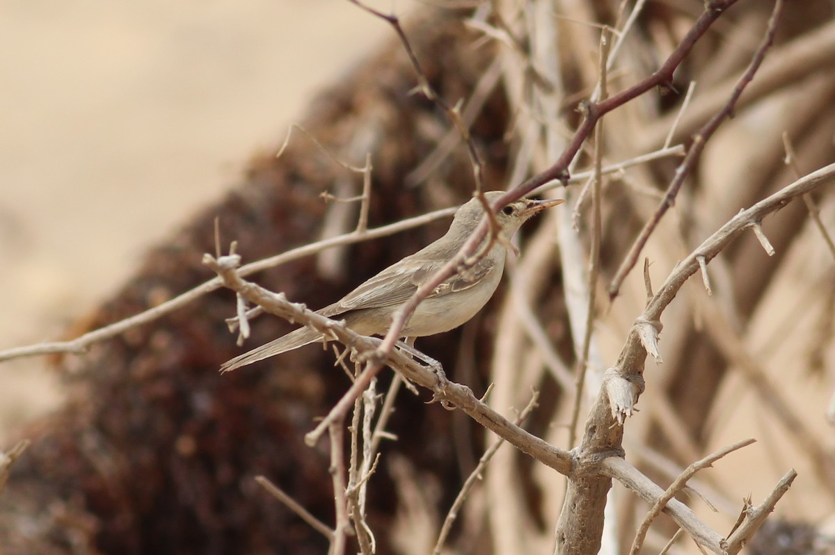 Eastern Olivaceous Warbler - ML34785971