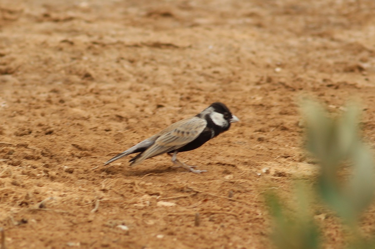 Black-crowned Sparrow-Lark - ML34786081