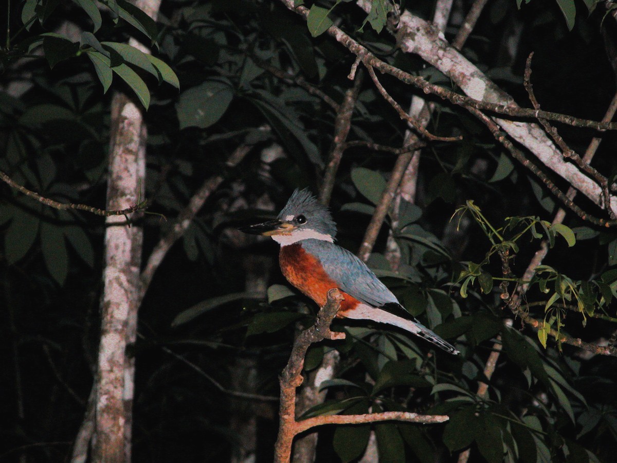 Ringed Kingfisher - Alex Lin-Moore