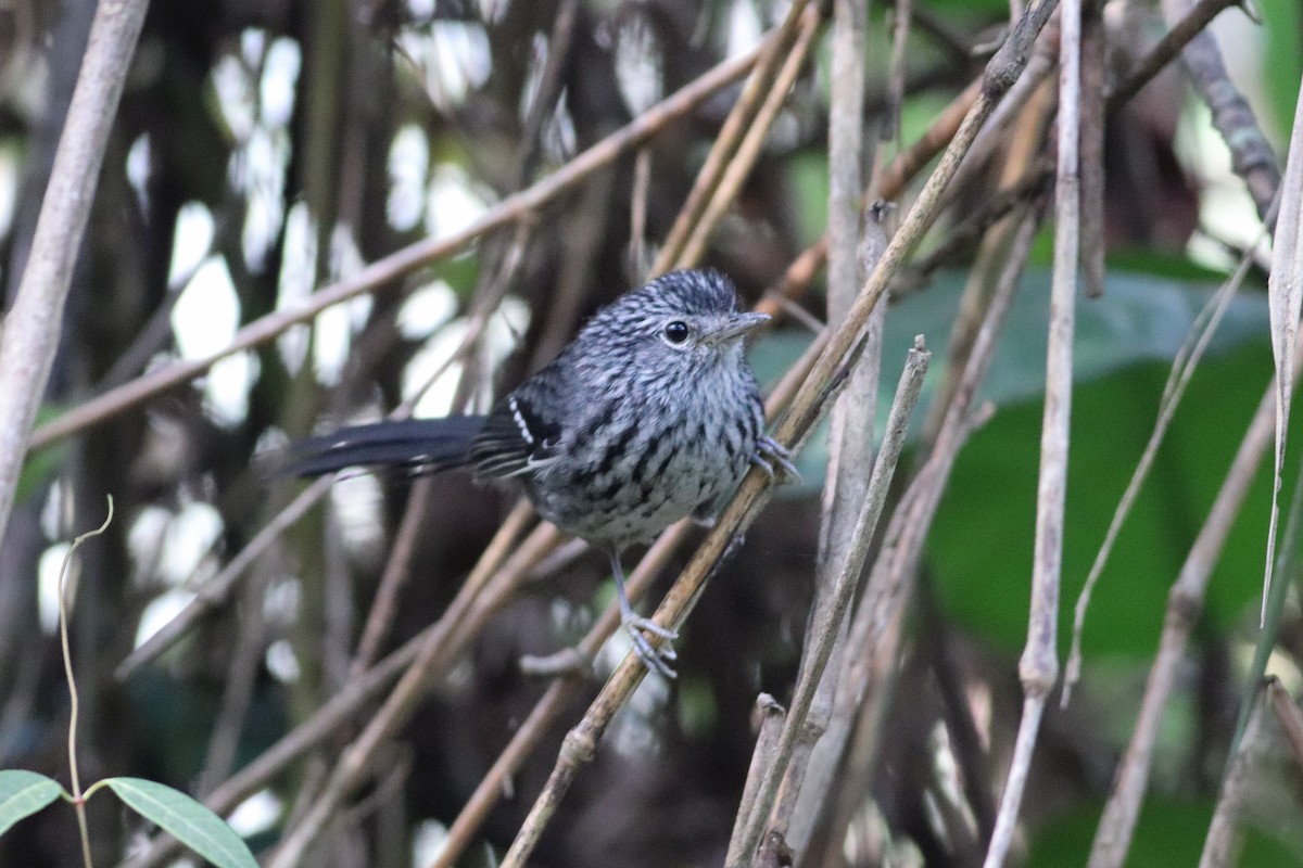 Dusky-tailed Antbird - Luiz Alberto dos Santos