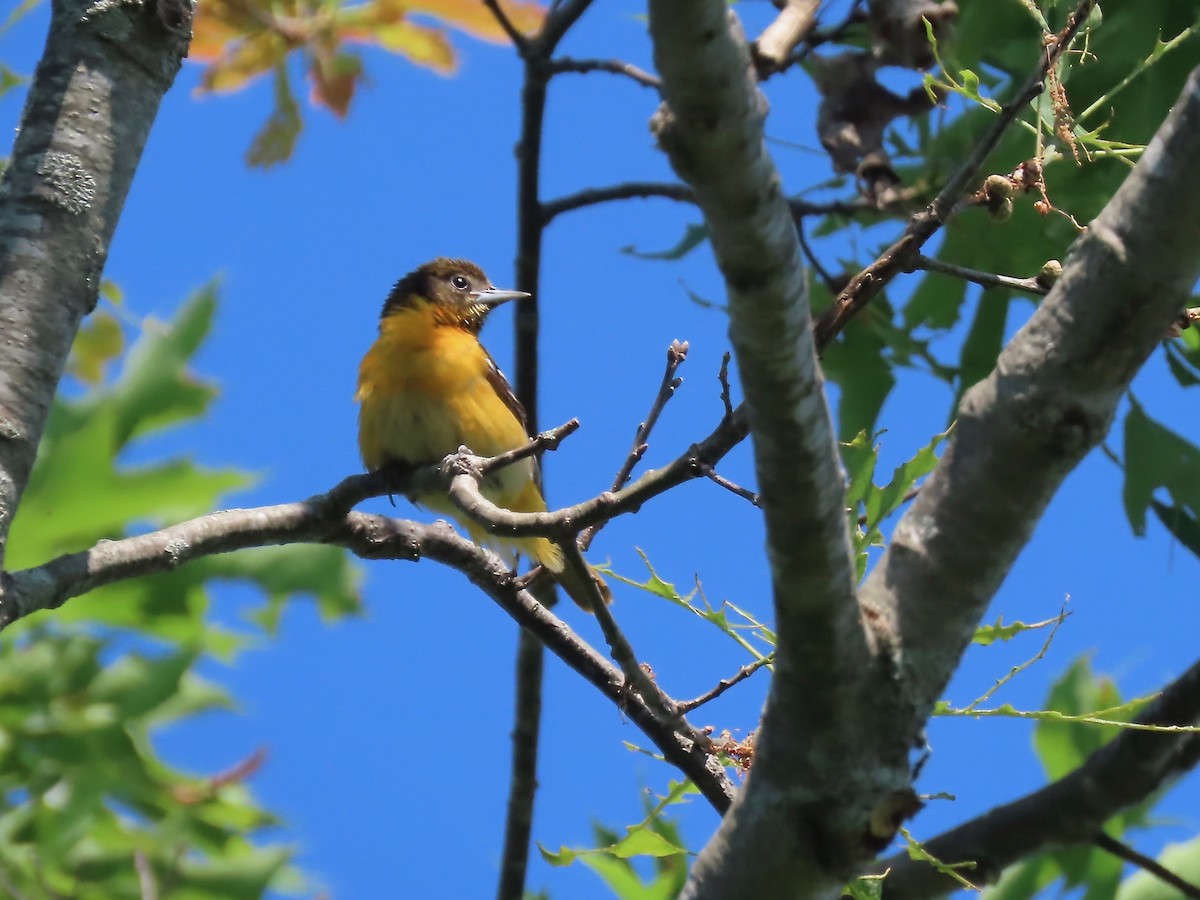 Baltimore Oriole - ML347866211