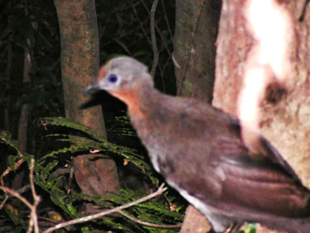 Superb Lyrebird - ML347866871