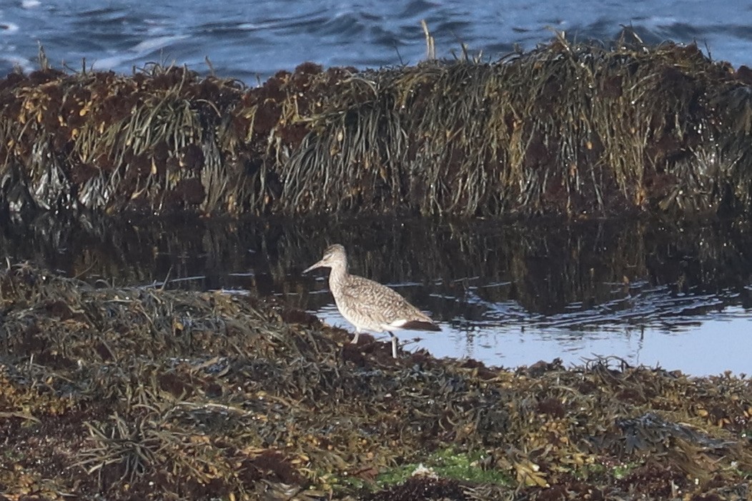 Willet - ML347871351