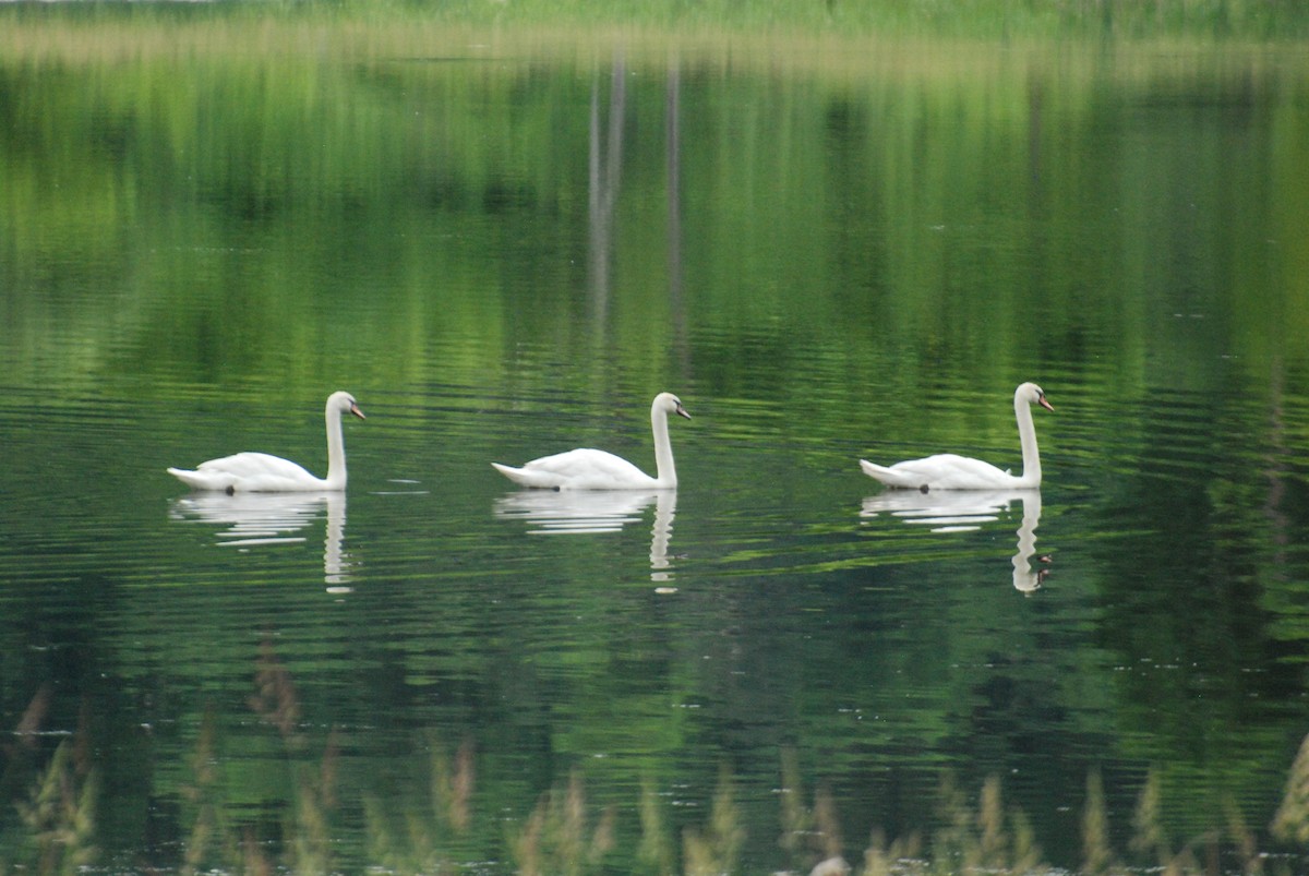 Mute Swan - ML347872011