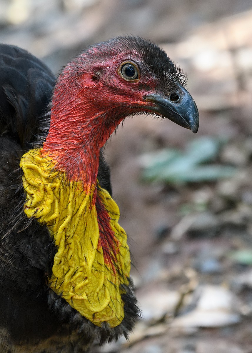 Australian Brushturkey - Mark Bennett