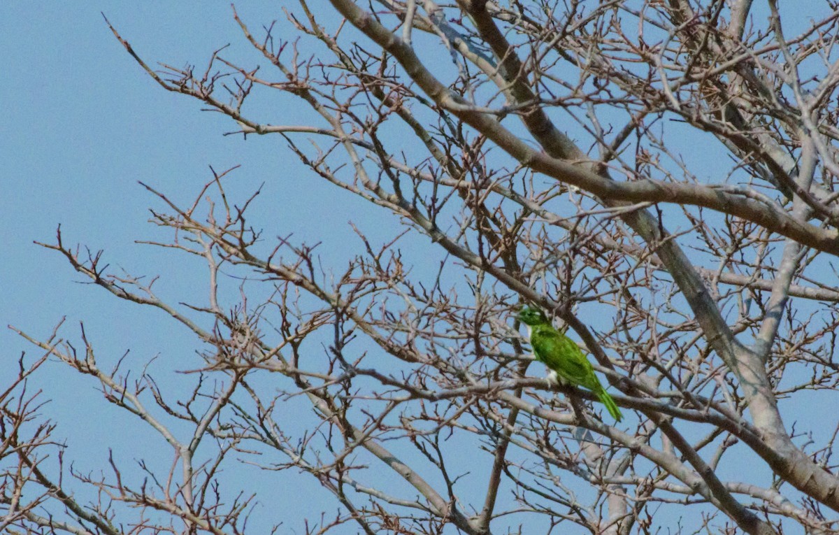 Klaas's Cuckoo - Christopher Merke