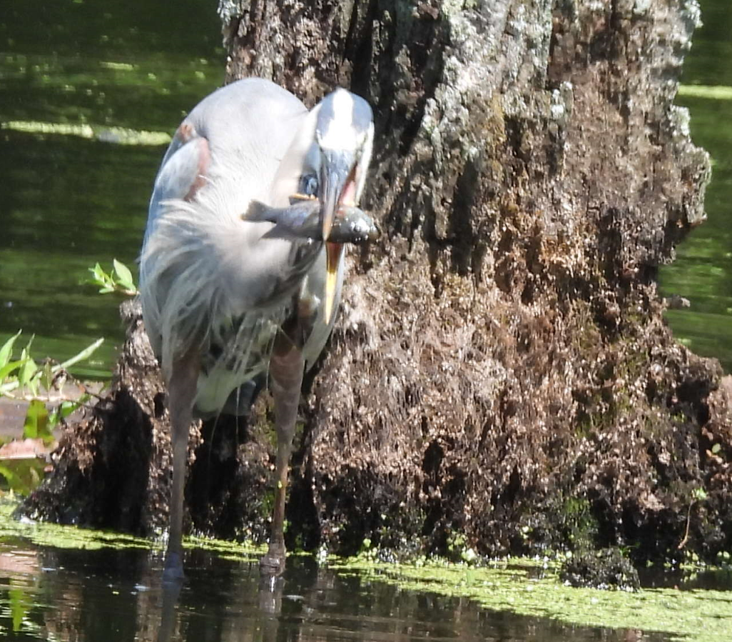 volavka velká - ML347874231