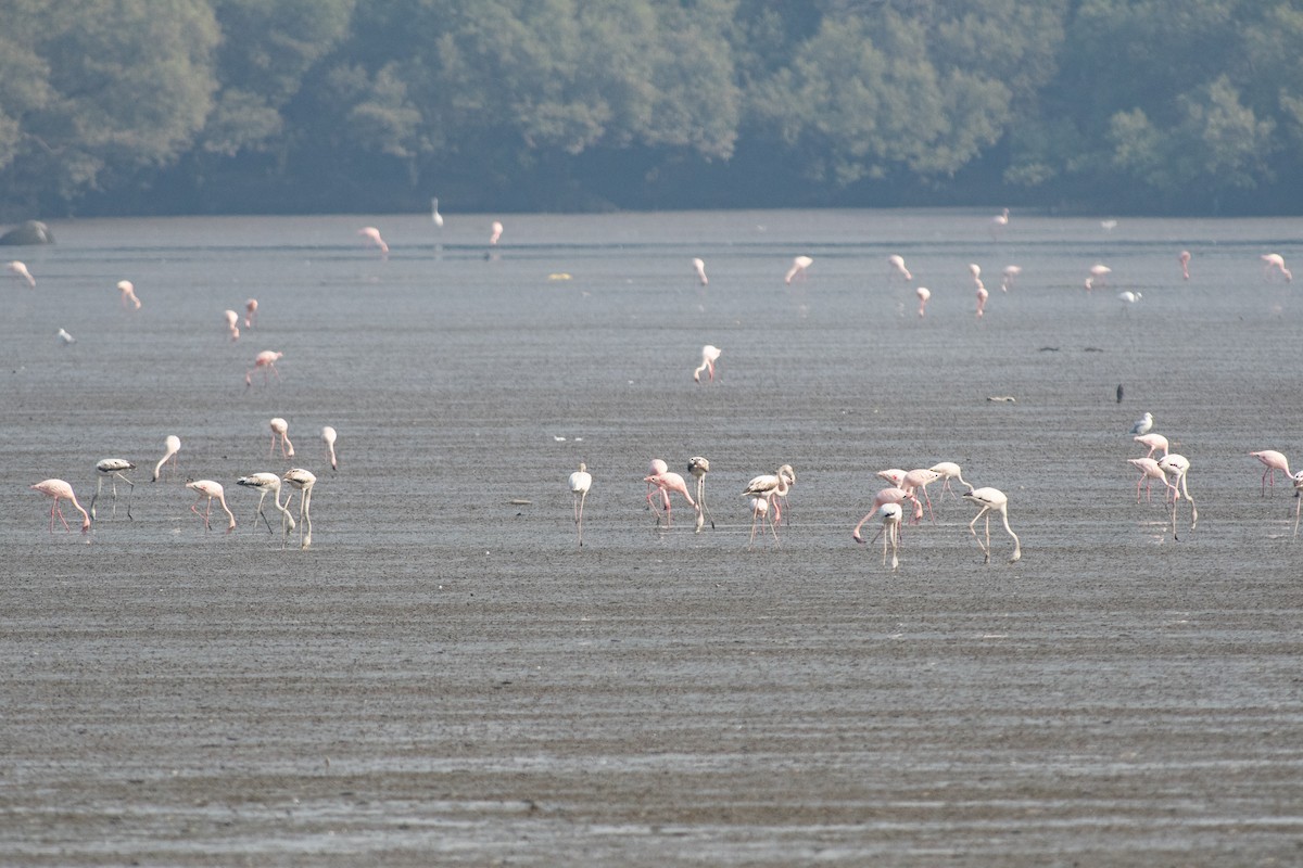 Greater Flamingo - Charles Thomas