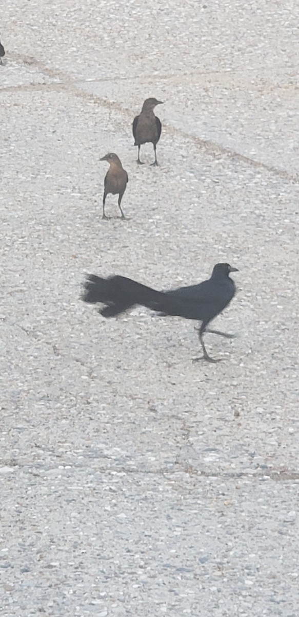 vlhovec velkoocasý - ML347876771