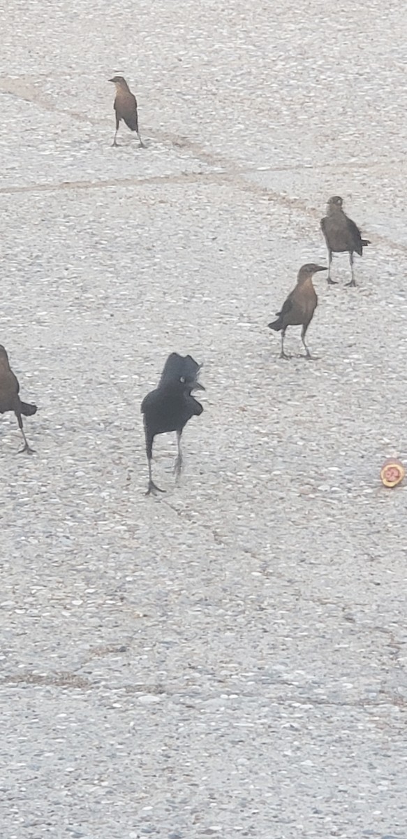 vlhovec velkoocasý - ML347876841