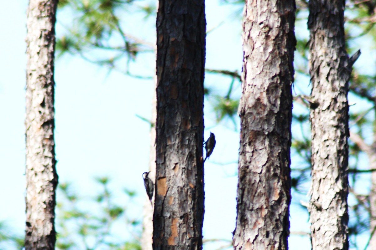 Red-cockaded Woodpecker - ML347877251