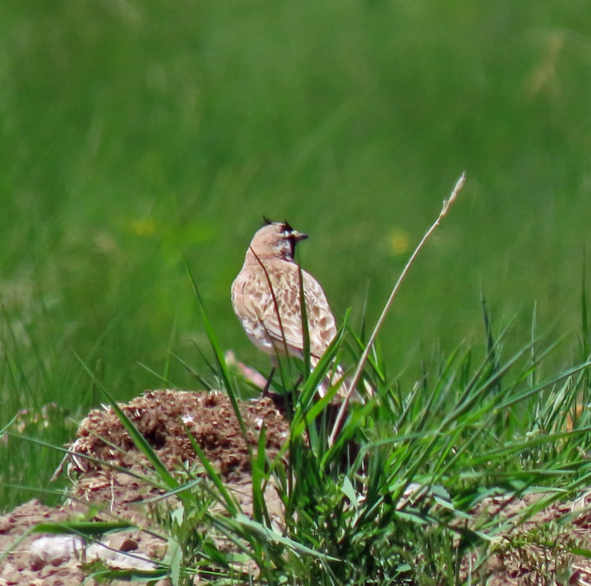 Horned Lark - ML347877331