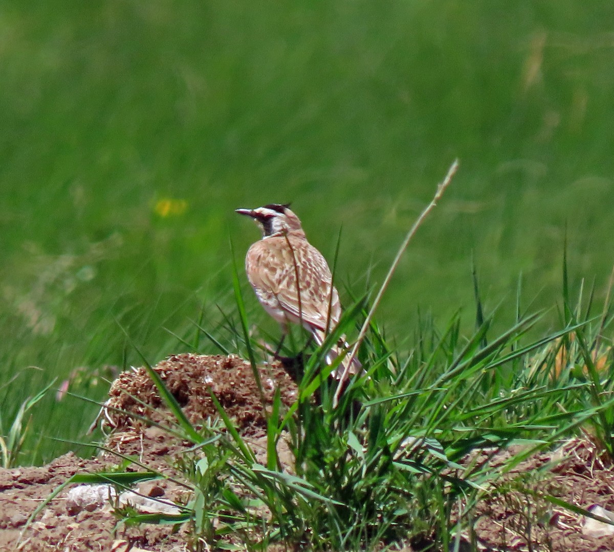 Horned Lark - ML347877611