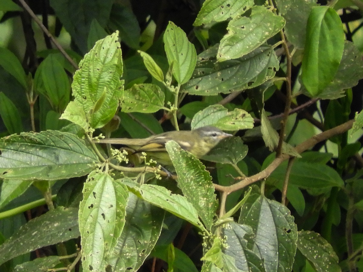 Sulphur-bellied Tyrannulet - ML347877771