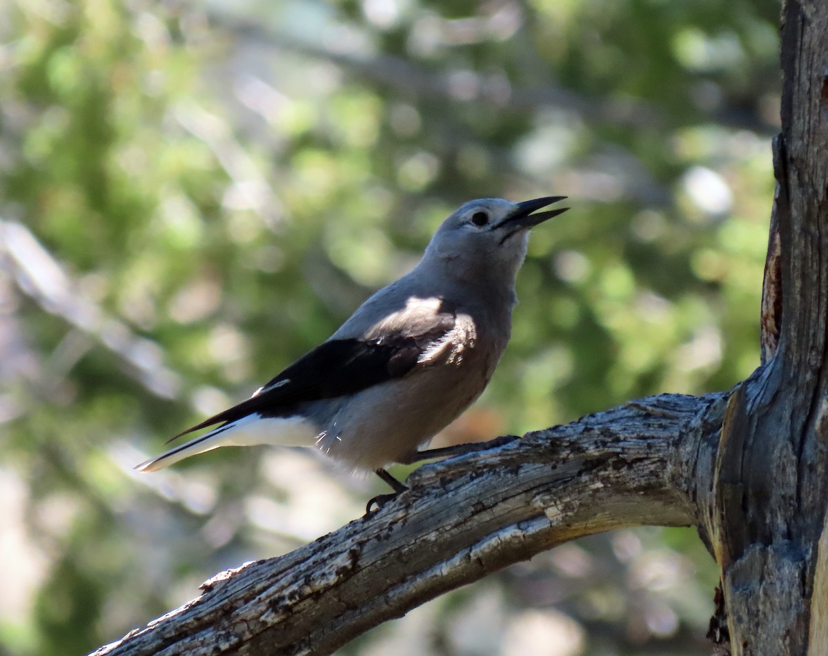 Clark's Nutcracker - ML347877881