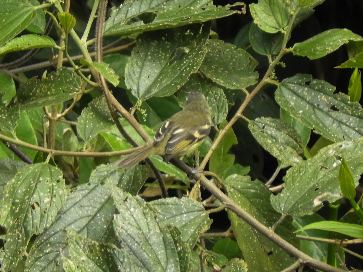 Sulphur-bellied Tyrannulet - ML347878591