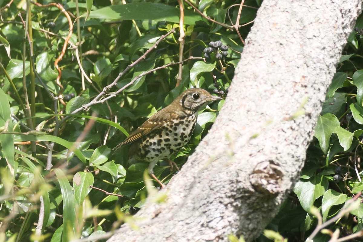 Chinese Thrush - ML347878761