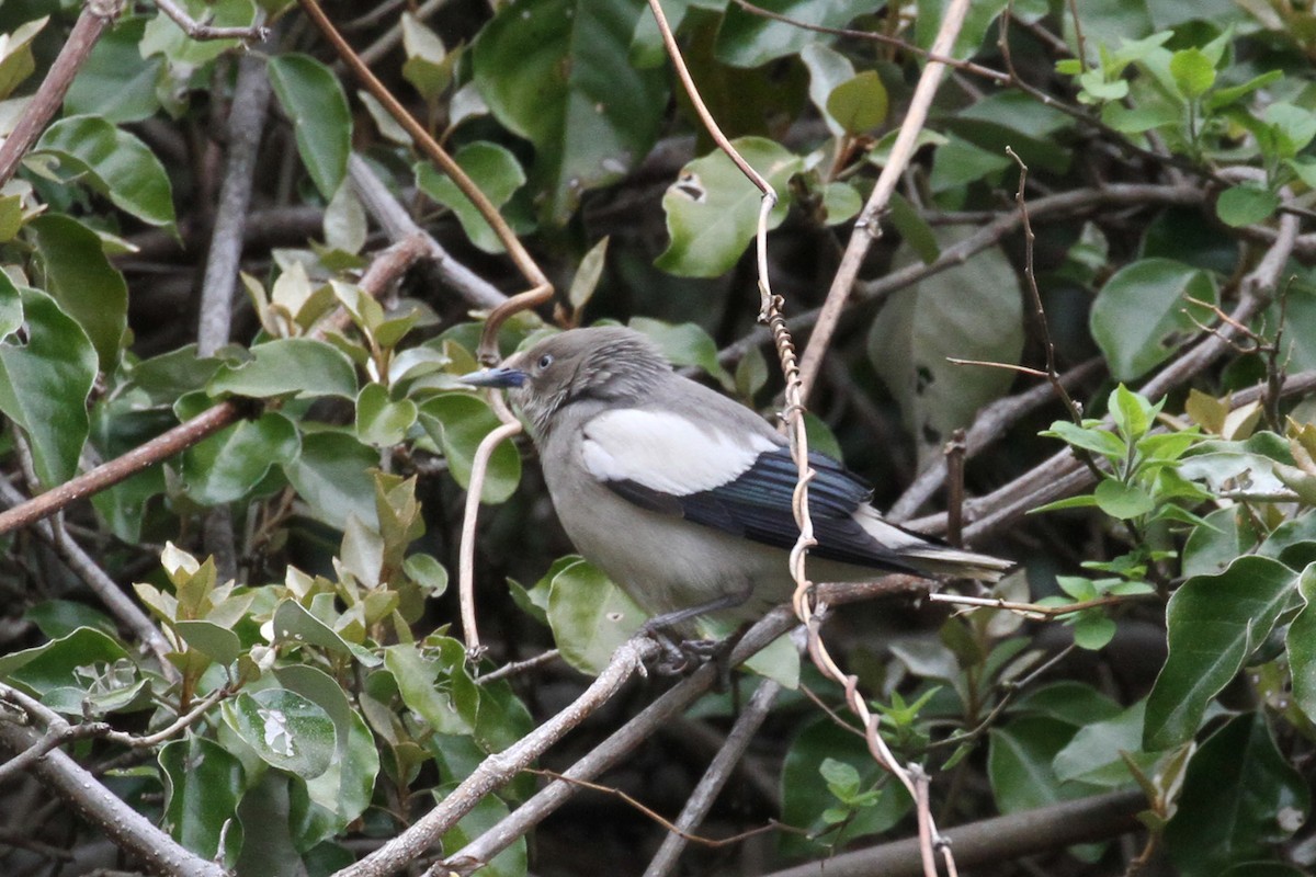 White-shouldered Starling - ML347879181